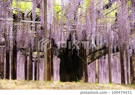 Wisteria flower (May) Onaga wisteria (large wisteria) 06H3.2 Wisteria flower (May) Onaga wisteria (large wisteria) 06H3.2 100474431