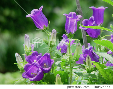Violet flowers of breathtaking beauty Flower (May) Campanula 06H4.3 Violet flowers of breathtaking beauty Flower (May) Campanula 06H4.3 100474433