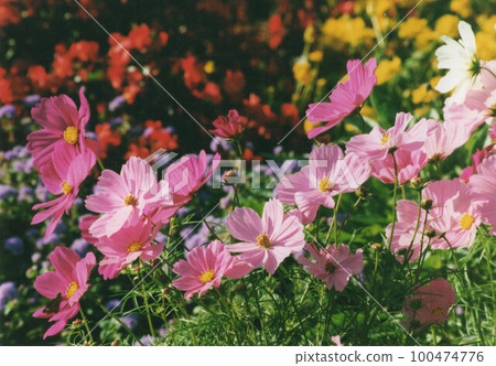 Rhododendron dilatatum in the Yatsu rose garden② 100474776