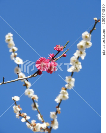 白梅背景紅梅 100474850