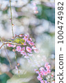 Mejiro on white plum 100474982