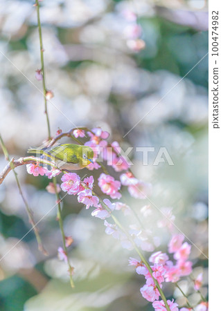 Mejiro on white plum Mejiro on white plum 100474982