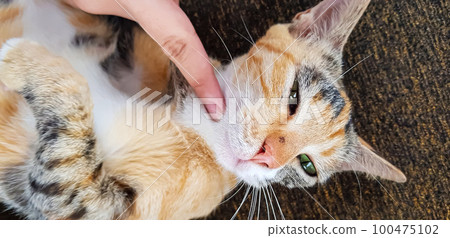 Young cat expression when playing with us, looks up, and opening its mouth also give the look, meows, smiles close-up, top view, soft selective focus Young cat expression when playing with us, looks up, and opening its mouth also give the look, meows, smiles close-up, top view, soft selective focus 100475102