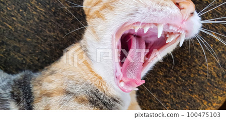 Young cat expression when playing with us, looks up, and opening its mouth also give the look, meows, smiles close-up, top view, soft selective focus Young cat expression when playing with us, looks up, and opening its mouth also give the look, meows, smiles close-up, top view, soft selective focus 100475103