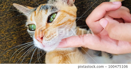 Young cat expression when playing with us, looks up, and opening its mouth also give the look, meows, smiles close-up, top view, soft selective focus Young cat expression when playing with us, looks up, and opening its mouth also give the look, meows, smiles close-up, top view, soft selective focus 100475106