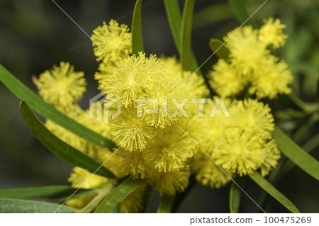 含羞草花 7 100475269