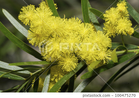 含羞草 含羞草 100475270