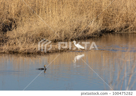 Great Egrets and Great Cormorants in the water 100475282