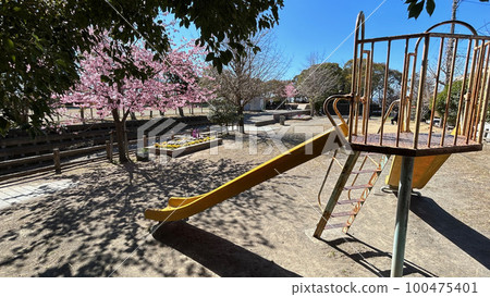 Sakura and slide 100475401