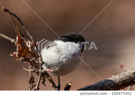 Bird watching Kogara 100475402