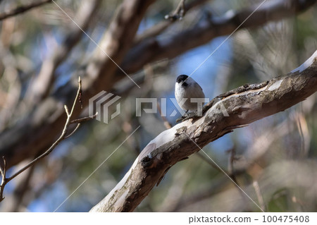 Bird watching Kogara 100475408