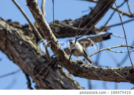 Bird watching Kogara 100475410