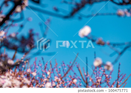 Plum blossom Plum blossom 100475771