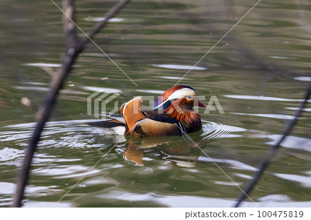 Bird watching mandarin duck 100475819