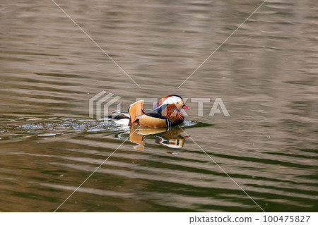 Bird watching mandarin duck 100475827