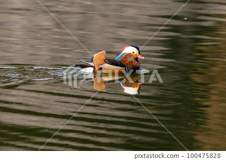 Bird watching mandarin duck 100475828