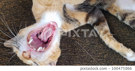 Young cat expression when playing with us, looks up, and opening its mouth also give the look, meows, smiles close-up, top view, soft selective focus Young cat expression when playing with us, looks up, and opening its mouth also give the look, meows, smiles close-up, top view, soft selective focus 100475866