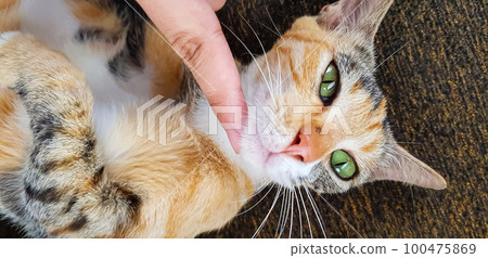 Young cat expression when playing with us, looks up, and opening its mouth also give the look, meows, smiles close-up, top view, soft selective focus Young cat expression when playing with us, looks up, and opening its mouth also give the look, meows, smiles close-up, top view, soft selective focus 100475869
