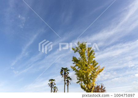 秋天的天空、銀杏和棕櫚景觀 100475897