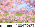 Kasamatsu Kawazu Sakura Road 100475923
