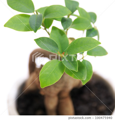 觀葉植物 Kijimuna 居住的榕樹葉 [白色背景] 100475940