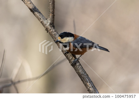 Bird watching Varied tit Bird watching Varied tit 100475957