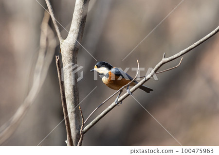 觀鳥 各種山雀 觀鳥 各種山雀 100475963