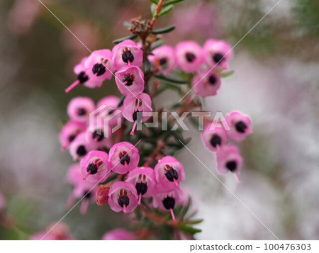 close up of purple erica flower close up of purple erica flower 100476303