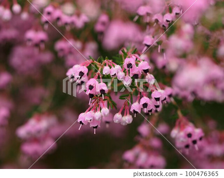 Purple Erica in full bloom Purple Erica in full bloom 100476365