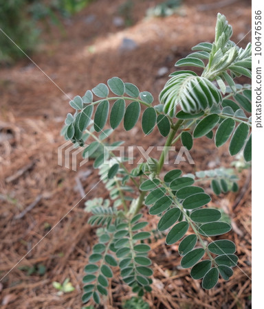close green plants in the forest 100476586