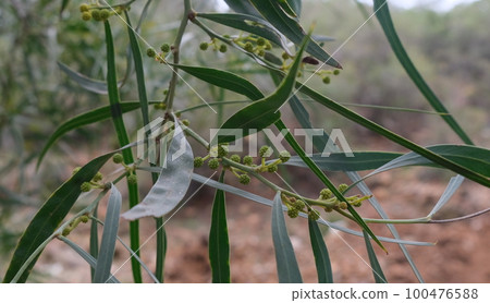 close green plants in the forest close green plants in the forest 100476588