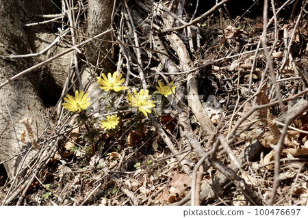 Fukutsugusa Spring Fukutsugusa Spring 100476697