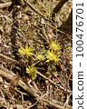 Fukutsugusa Spring 100476701