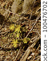 Fukutsugusa Spring 100476702