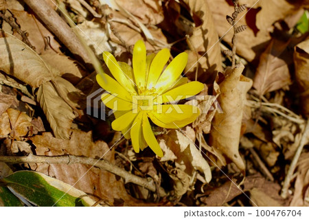 Fukutsugusa Spring 100476704