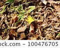Fukutsugusa Spring 100476705