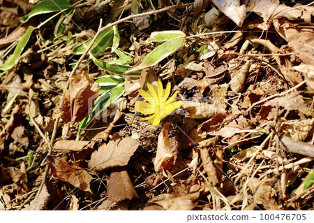 Fukutsugusa Spring 100476705