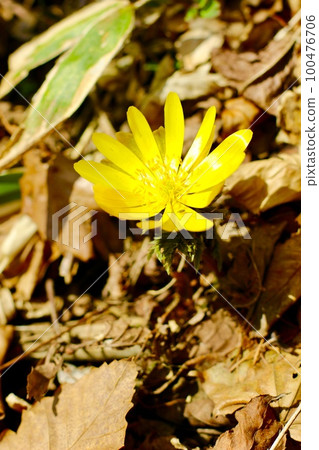 Fukutsugusa Spring Fukutsugusa Spring 100476706