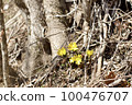 Fukutsugusa Spring 100476707