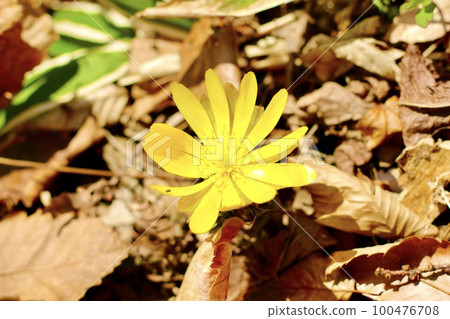 Fukutsugusa Spring 100476708