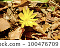 Fukutsugusa Spring 100476709