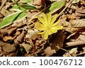 Fukutsugusa Spring 100476712