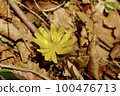 Fukutsugusa Spring 100476713