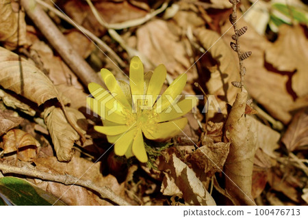 Fukutsugusa春天 100476713