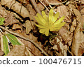 Fukutsugusa Spring 100476715