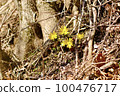 Fukutsugusa Spring 100476717