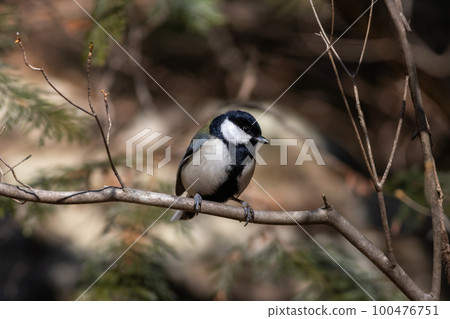 Bird watching great tit 100476751