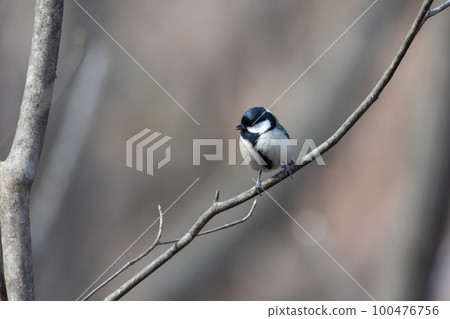 Bird watching great tit 100476756