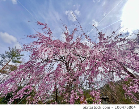 Weeping cherry blossoms in the Sogenike Garden at Tenryu-ji Temple in Arashiyama, Kyoto 100476804
