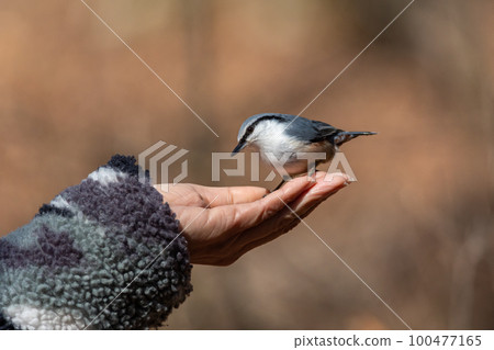 Nuthatch on hand 100477165